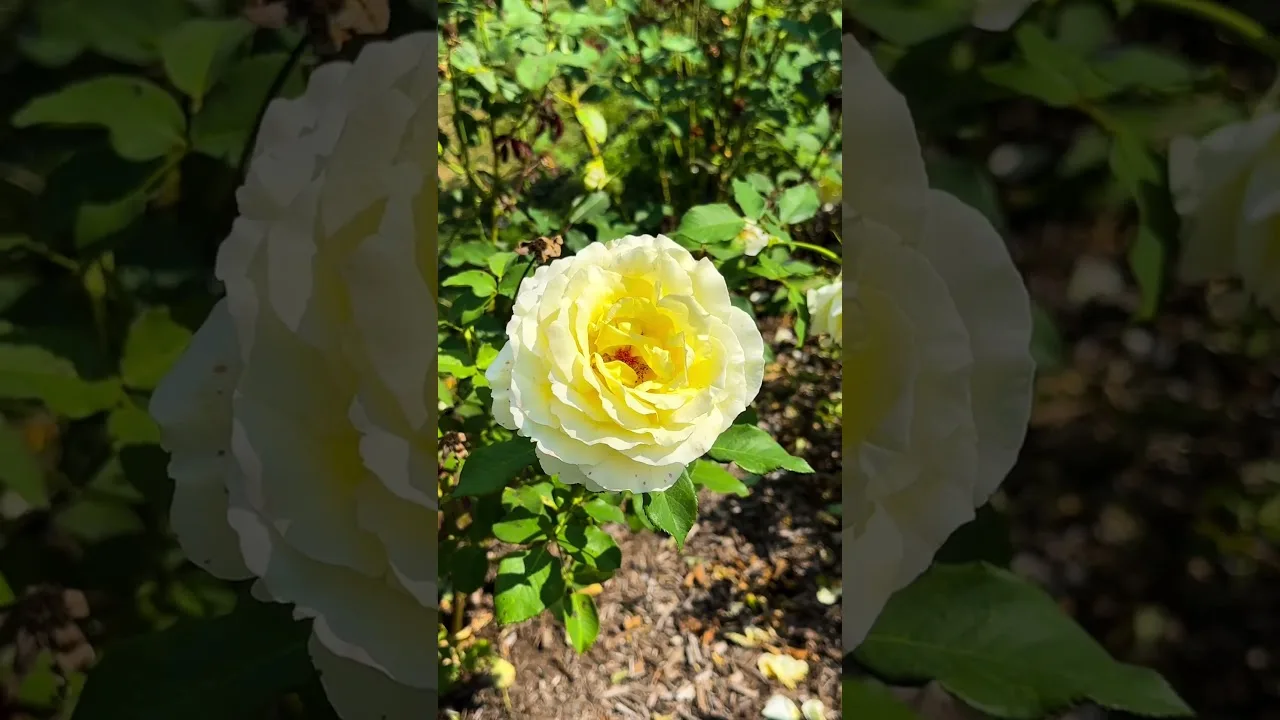 Summer vibes at the Brooklyn Botanic Garden New York City 🌿🌸 @brooklynbotanic #nature #flowers thumbnail