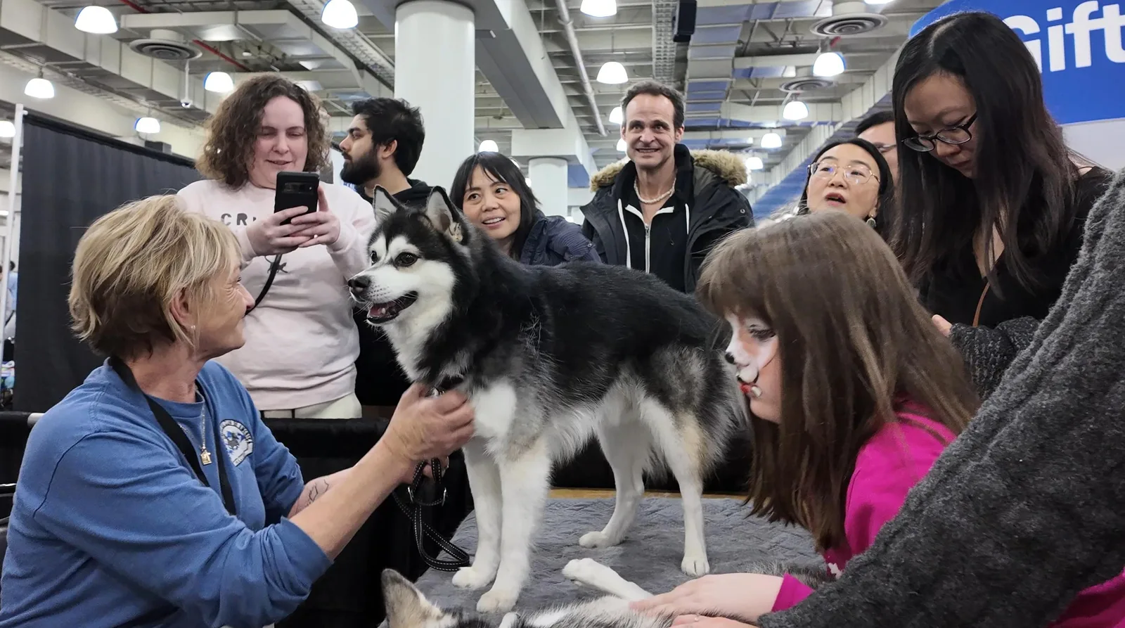 A black-and-white dog stands on a table while visitors gather around at AKC Meet the Breeds