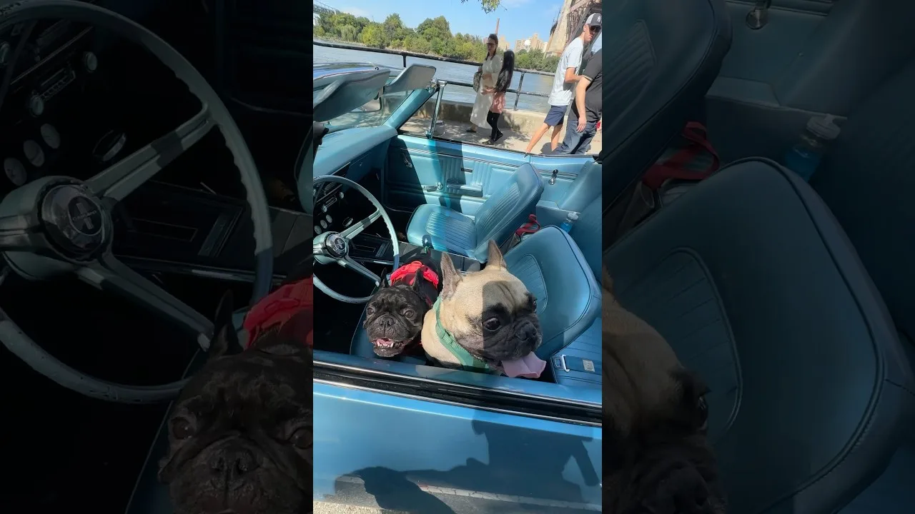French Bulldogs Took Over Classic Car in Astoria Park Queens New York City thumbnail