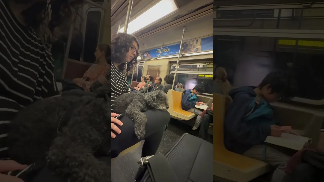 Puppy Chillaxing on an MTA Train Ride in New York City thumbnail