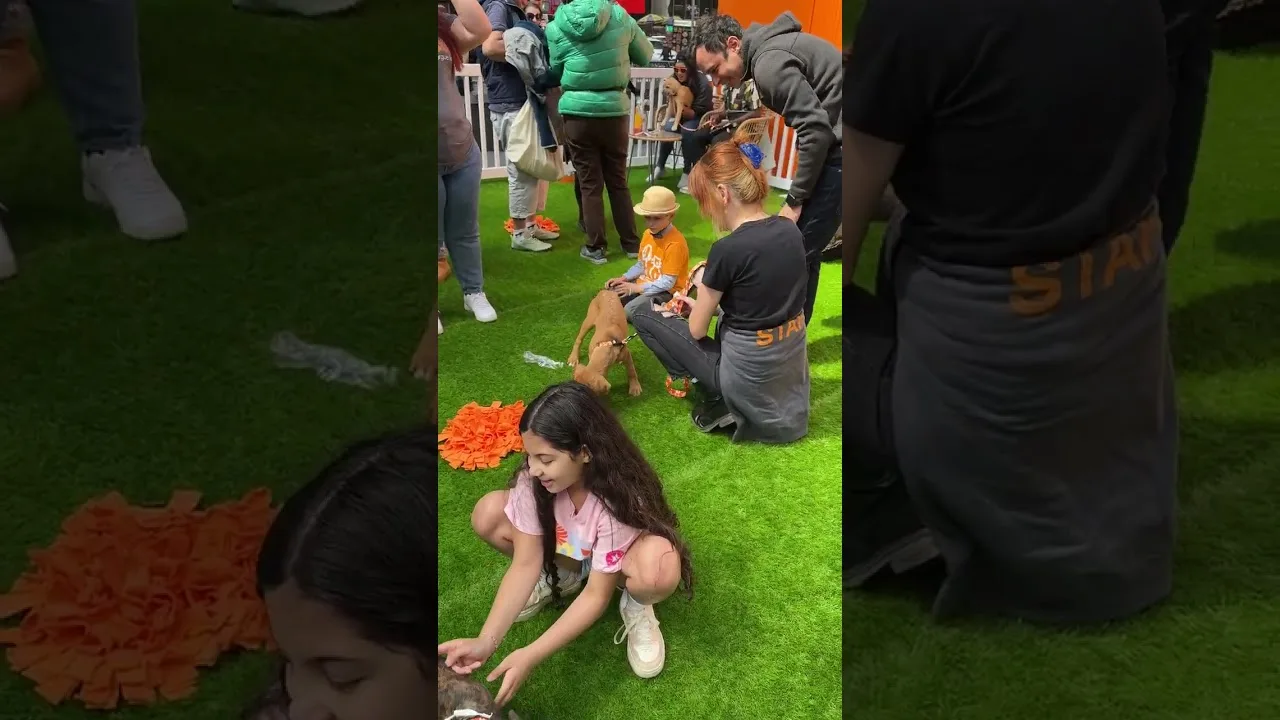 Lovable Puppy - Bring Love Home Times Square New York City #puppy #love #dog #dogs #doglover thumbnail