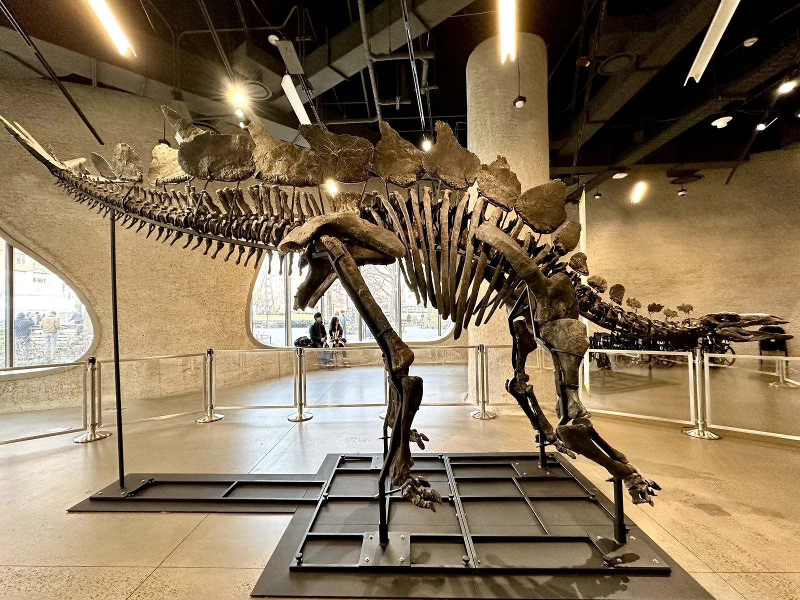 The nearly complete Apex Stegosaurus skeleton stands inside the museum's Gilder Center