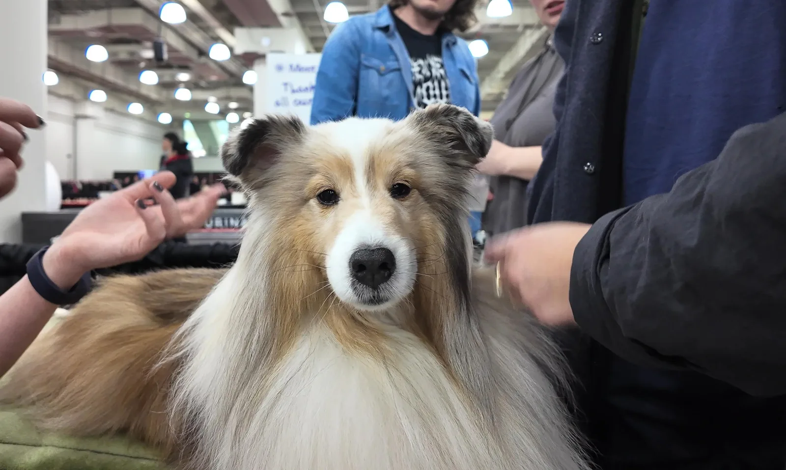 A Shetland Sheepdog faces the camera while visitors gather around its breed booth