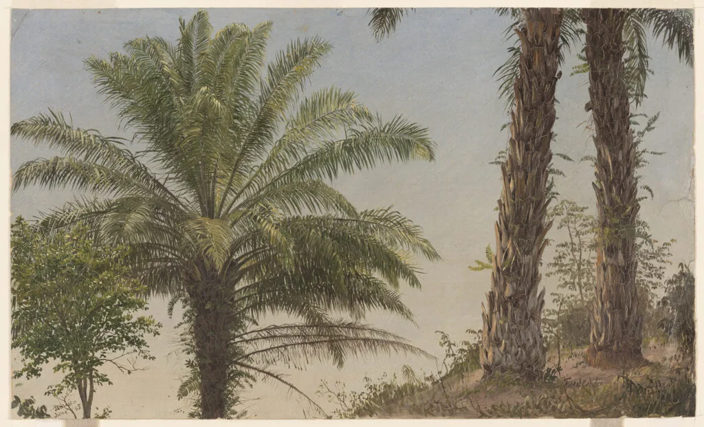 Very detailed painted botanical sketch of three palm trees growing on a steep hillside in Jamaica.