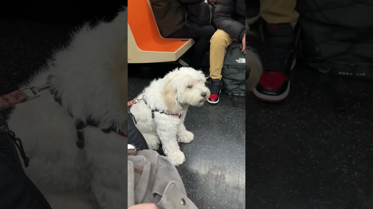 This puppy is commuting like a true MTA pro—calm, cool, and collected New York City thumbnail