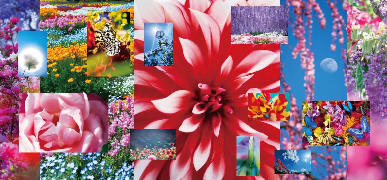 Mika Ninagawa: Feel the Flow(ers)