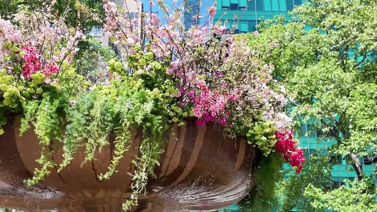 Bryant Park Fountain in Bloom Sprint New York City thumbnail