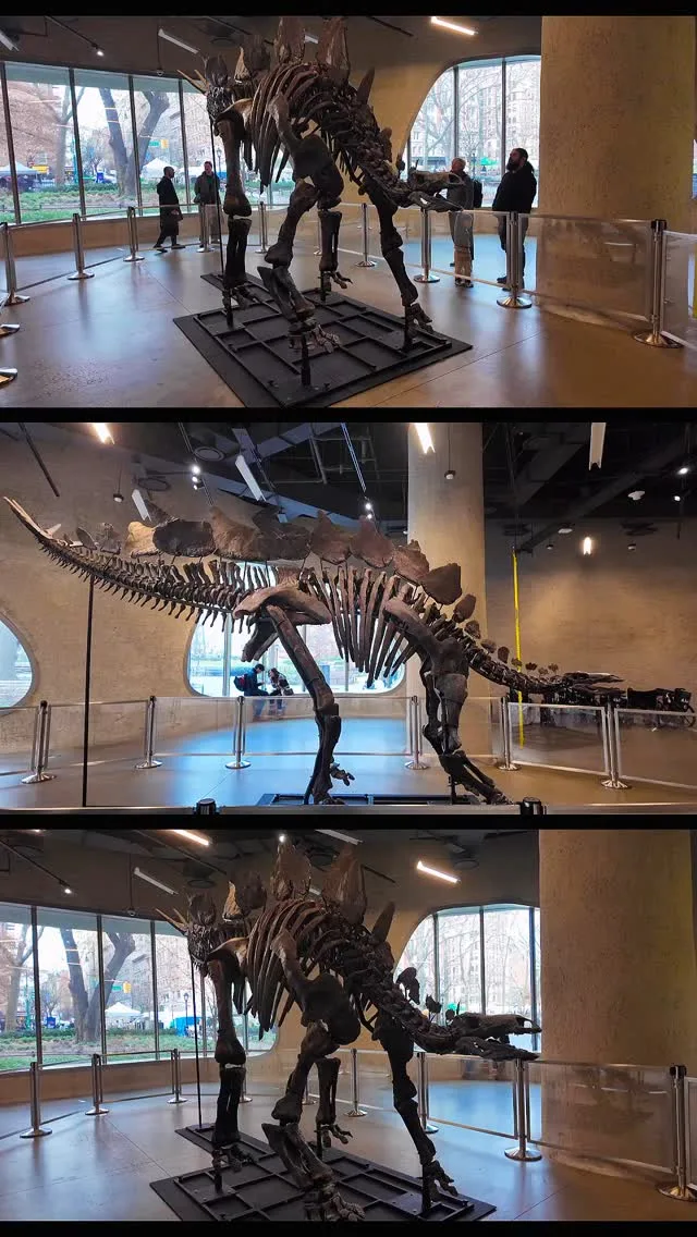 🦖 The American Museum of Natural History in New York City proudly presents “Apex,” a remarkable 150-million-year-old Stegosaurus fossil. Instagram preview