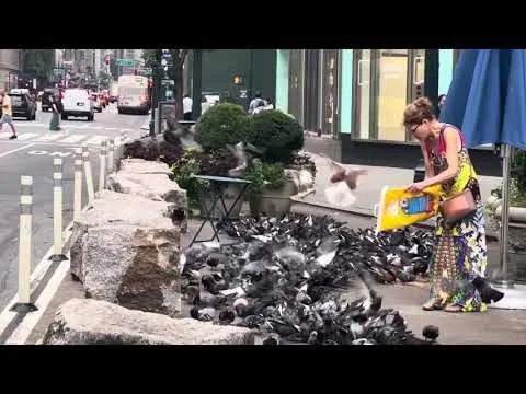 Feeding Frenzy: Watch This Lady Attract Hundreds of Pigeons in NYC - Herald Square, New York City thumbnail