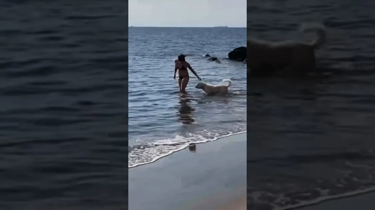 Girl and Puppy Plunge into Freezing Water of Atlantic Ocean Coney Island NYC Polar Bear Plunge NYC thumbnail