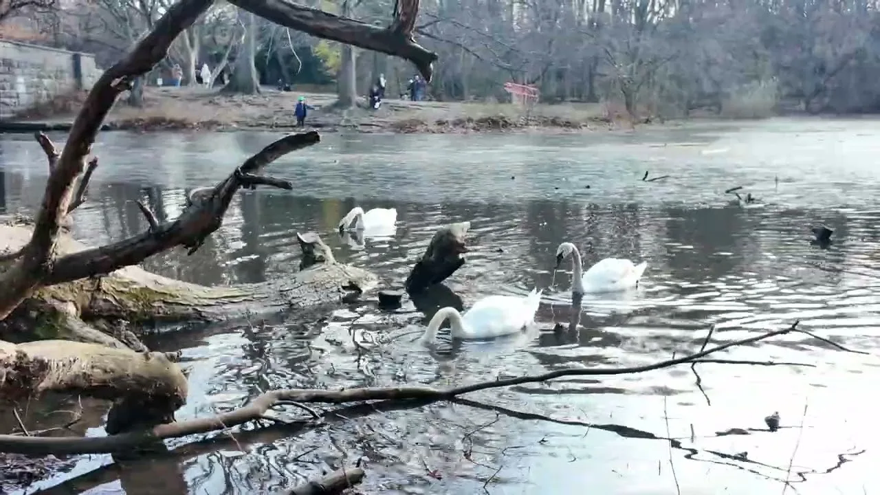 Prospect Park Winter Walk Brooklyn in December New York City thumbnail
