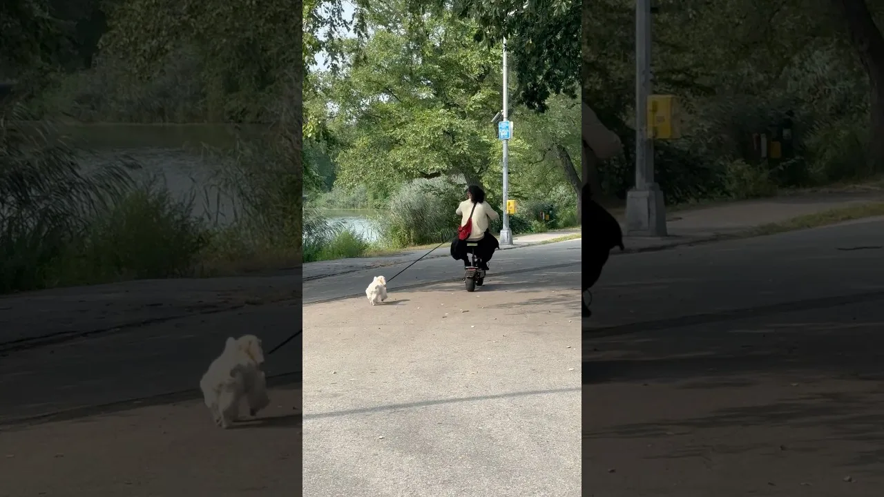 Puppy on a Leash Following Its Owner on a Scooter in Prospect Park Brooklyn New York City thumbnail