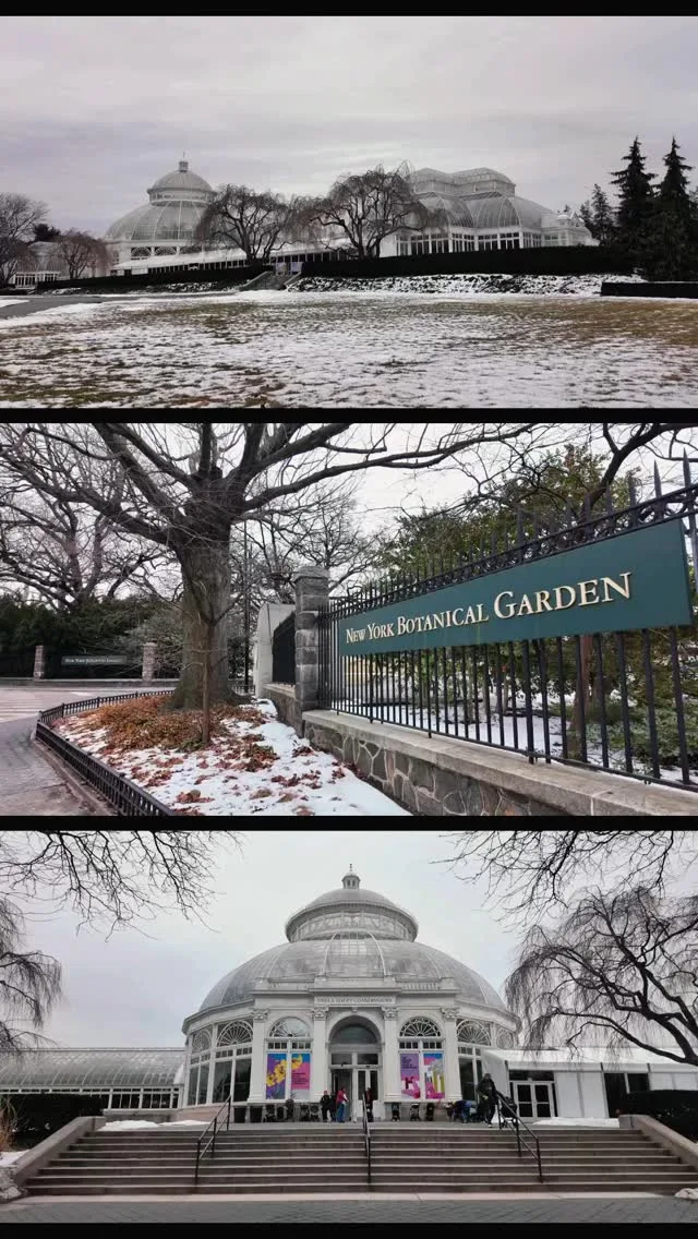 🌸 The New York Botanical Garden (NYBG) is hosting its 22nd annual Orchid Show, titled “Mexican Modernism.” This exhibition runs from February 15 through April 27, 2025. Instagram preview