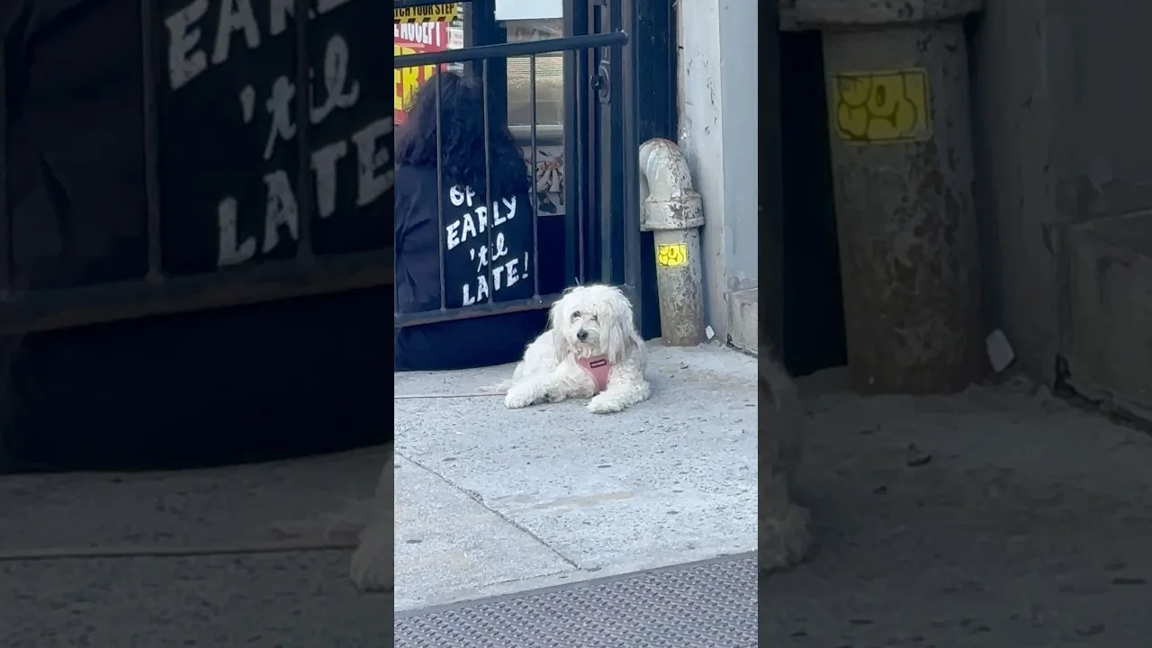 Puppy Guarding Grocery Store in Brooklyn 🐶🛒 New York Coty thumbnail