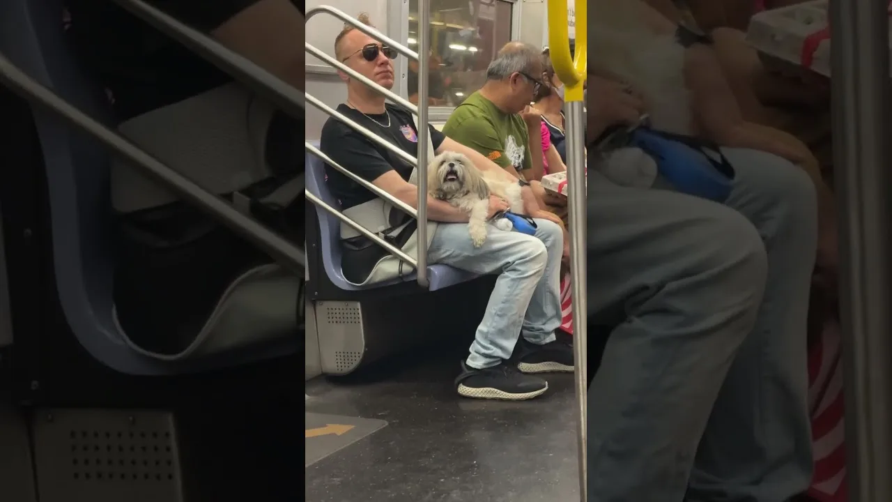 Cute Pup on a lap Riding New York City Subway #newyork #newyorkcity #dog #puppy #doglover thumbnail