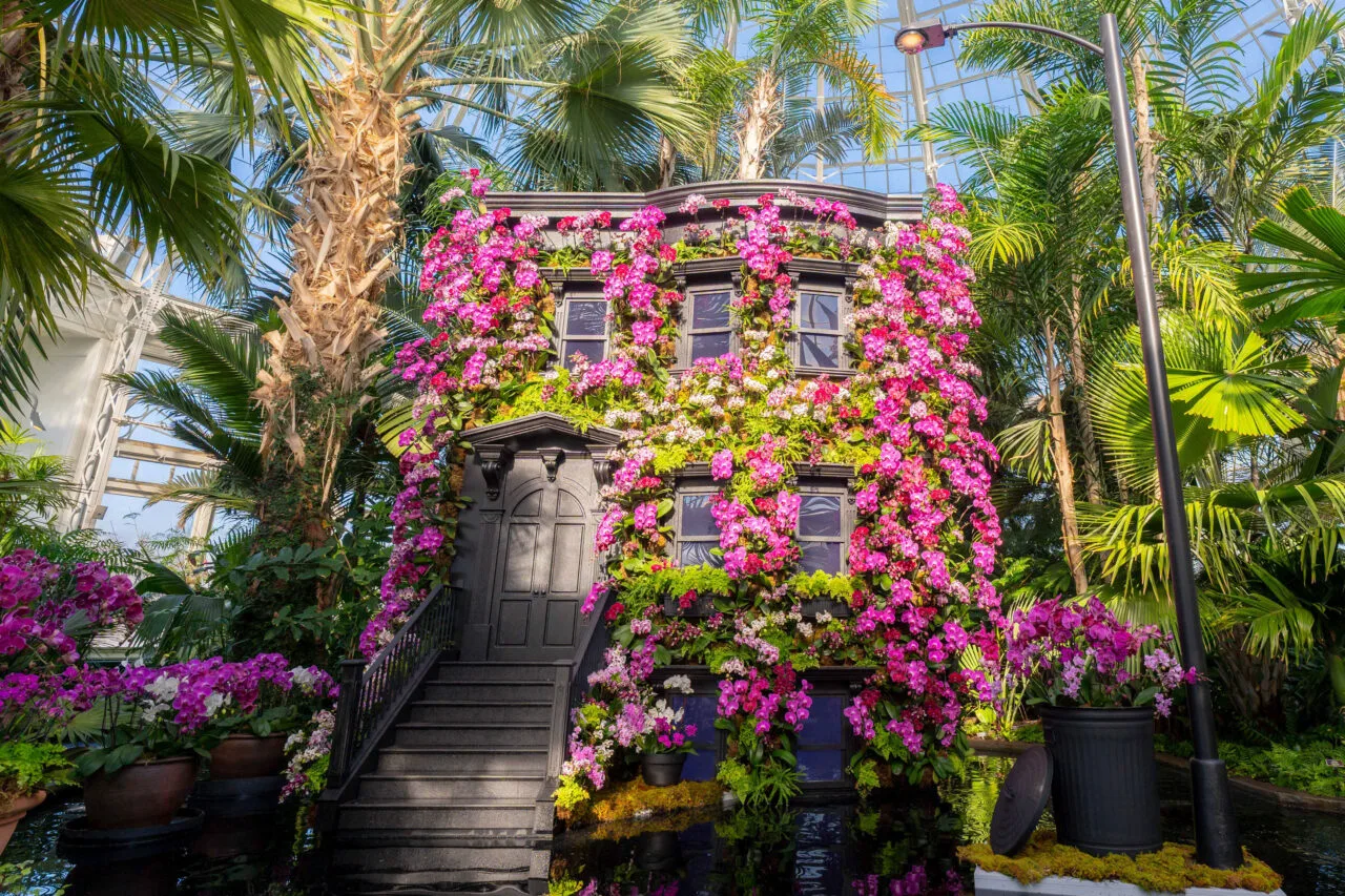 A black New York brownstone facade is covered with pink and purple orchids inside the Haupt Conservatory