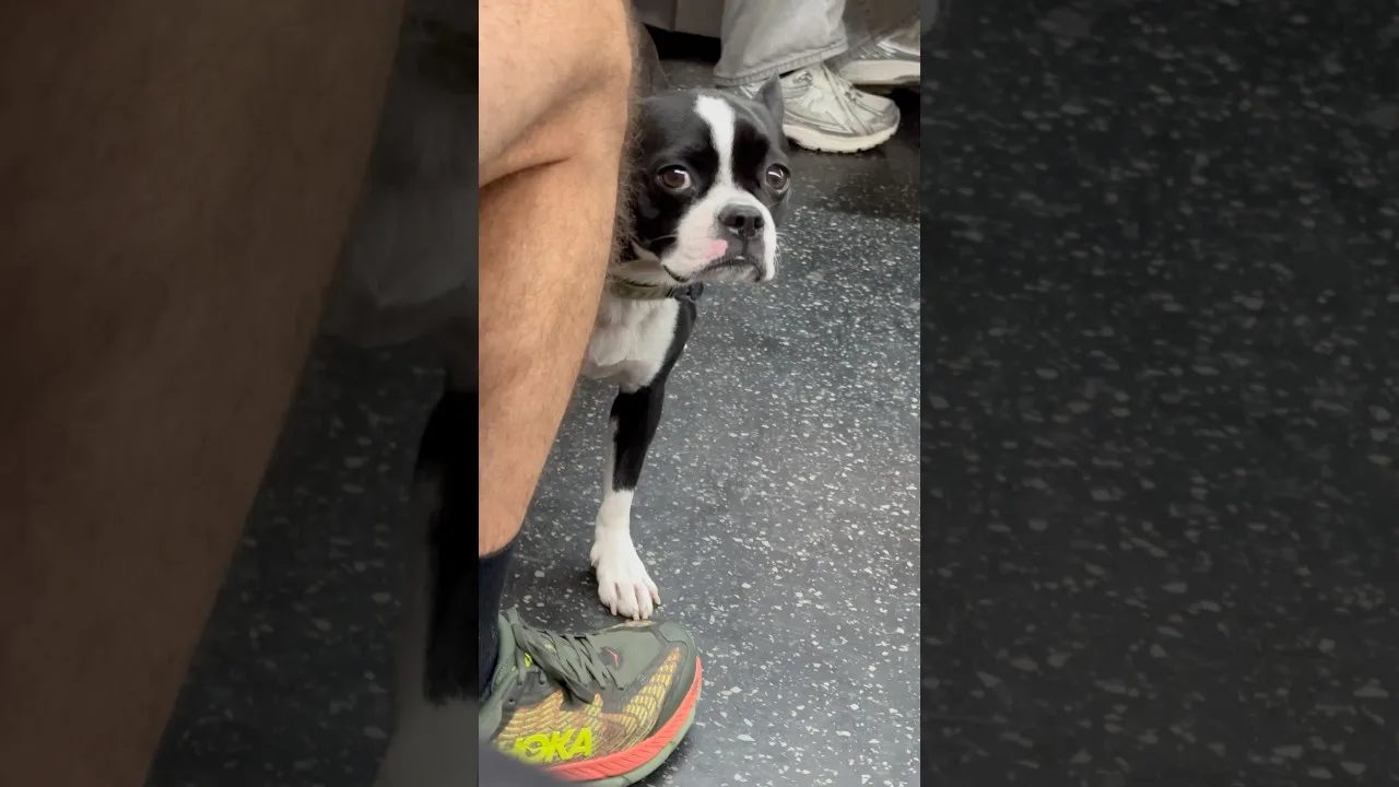 Puppy Rider — NYC Subway Vibes on the Move New York City #nyc #subway #train #urbanlife #vibes thumbnail