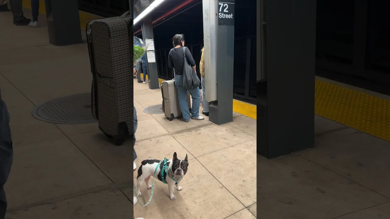 Cute Lovely Puppy Waiting for Subway that will never come New York City #nyc #puppy #manhattan thumbnail