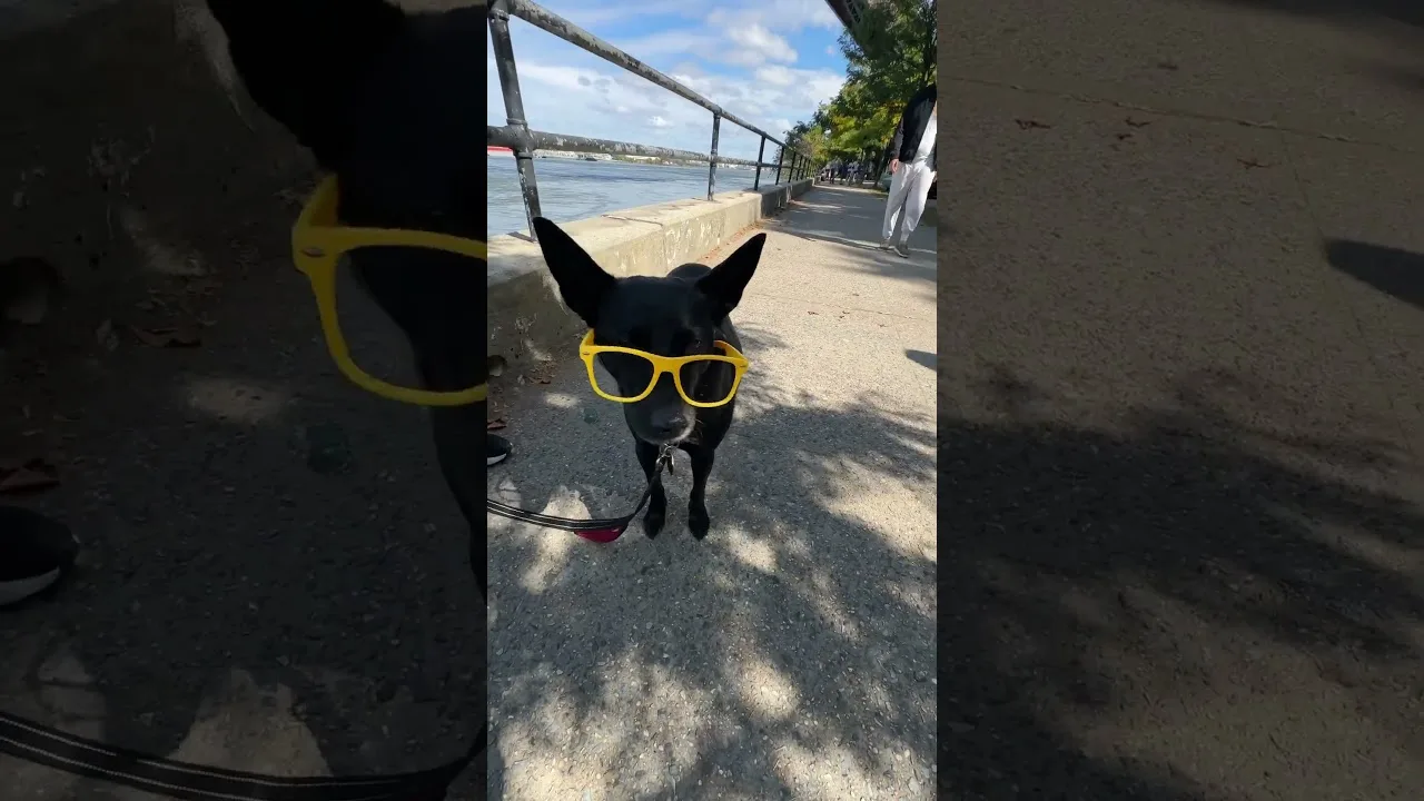 Cute French bulldogs and a cool dog wearing yellow glasses in Astoria Park, Queens New York City thumbnail