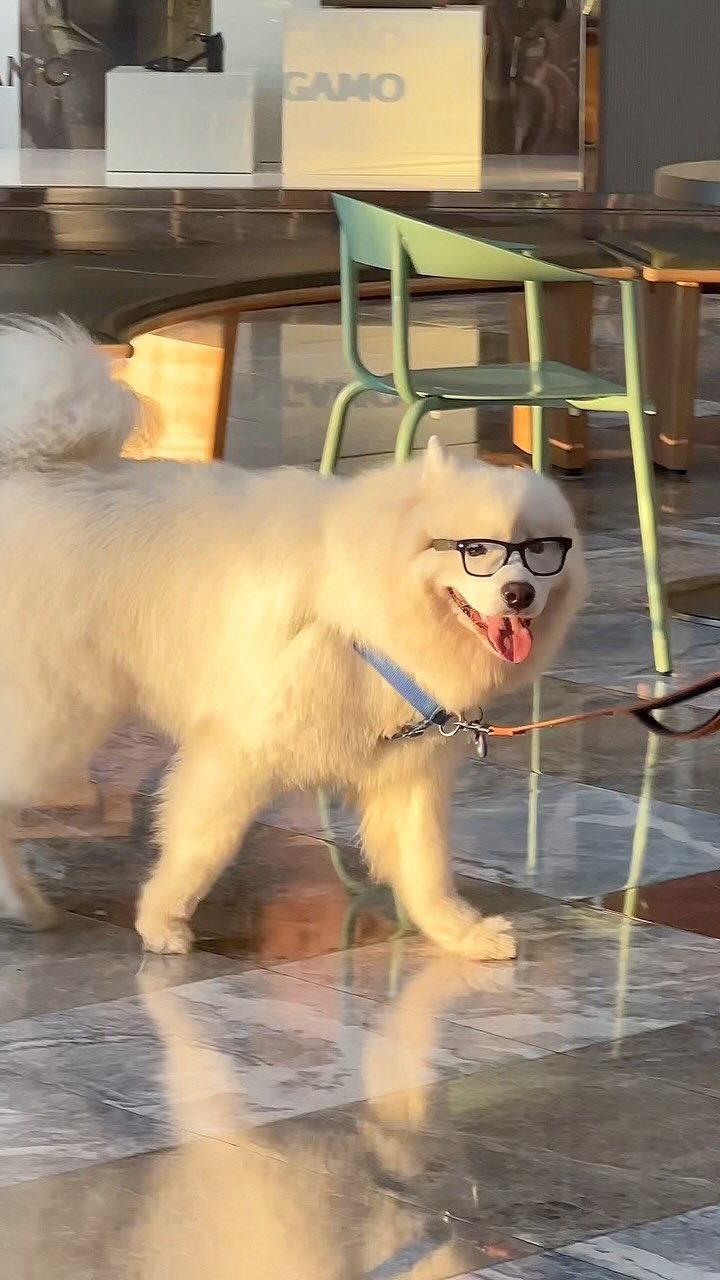 The Coolest #dog in Glasses Walks Confident and proud Through Brookfield Place @bfplny Instagram preview