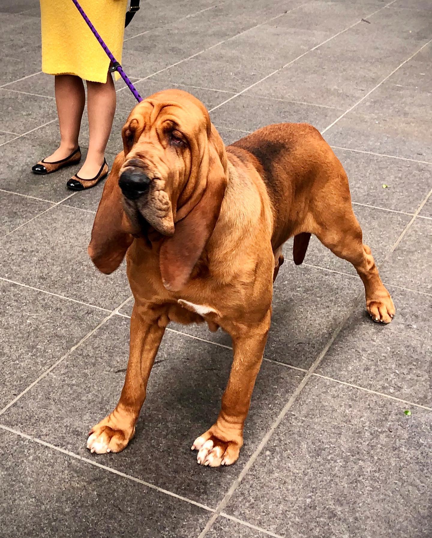 Trumpet the first Bloodhound to win the #WestminsterDogShow Instagram preview