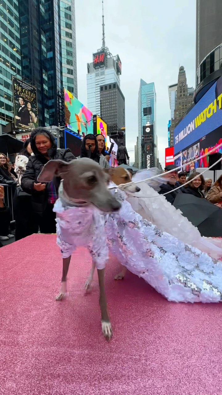 🐶🏆 Hottest Dog Show: A Canine Extravaganza @TimesSquareNYC Instagram preview