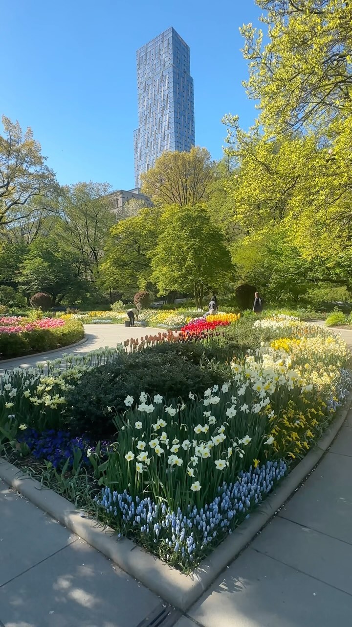 💐🌹🌷 Tulip Peak Bloom at the Conservatory Garden @centralparknyc @nycparks Instagram preview