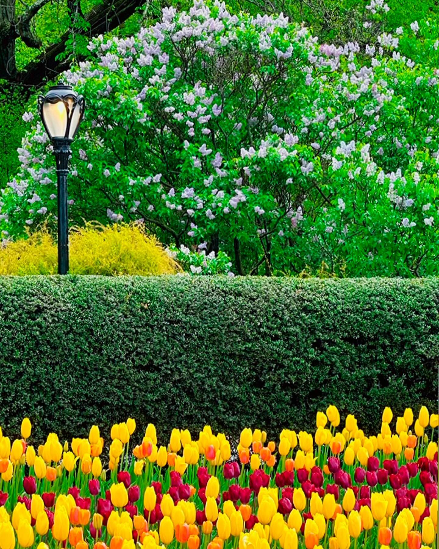 💐🌹🌷 Tulip Peak Bloom at the Conservatory Garden @centralparknyc @nycparks Instagram preview
