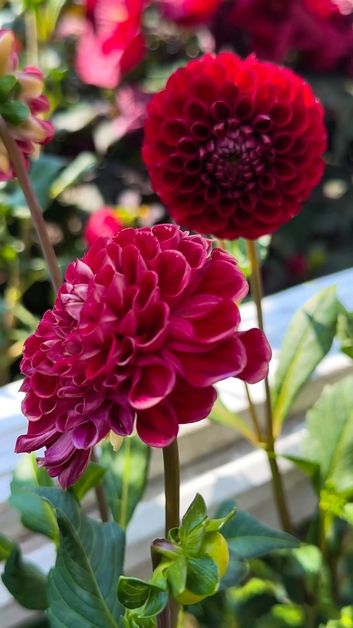 Summer vibes at the Brooklyn Botanic Garden 🌿🌸 Instagram preview