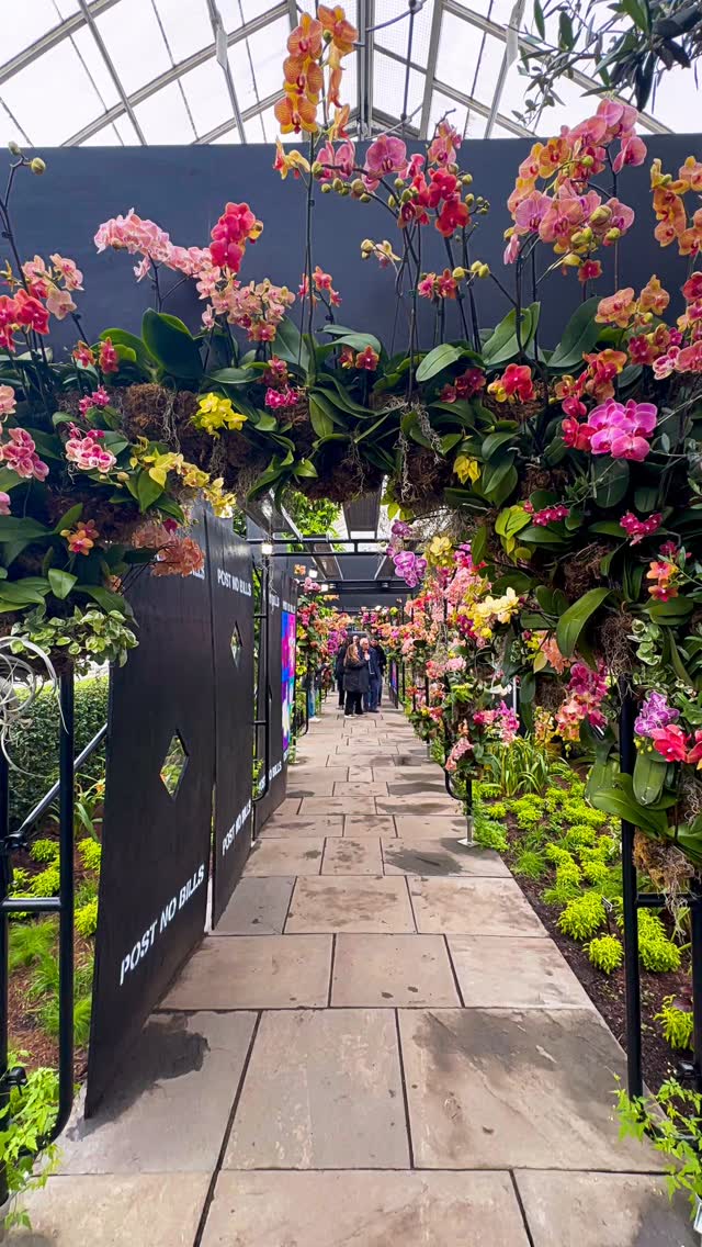 The 23rd annual Orchid Show at the New York Botanical Garden, Mr. Flower Fantastic’s Concrete Jungle, runs from February 7 to April 26, 2026, featuring anonymous artist MFF’s floral, pop-art tributes to NYC  @nybg @mrflowerfantastic #nybg #newyorkbotanicalgarden #naturephotography #orchid #nyc Insta