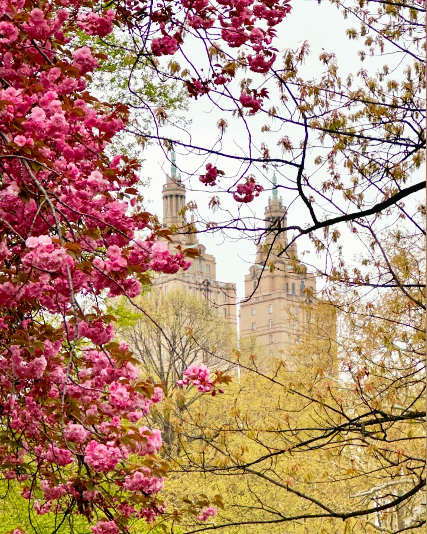 🌸 Cherry blossom at Central Park with a stunning view of The San Remo building. #CherryBlossom #CentralPark #SanRemo #NYCViews Instagram preview