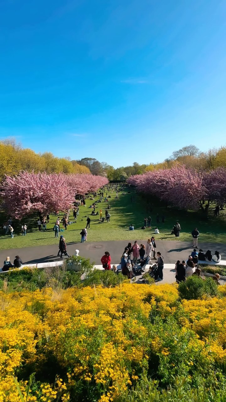 🌸🌺 Cherry Blossom Magic in @brooklynbotanic Instagram preview