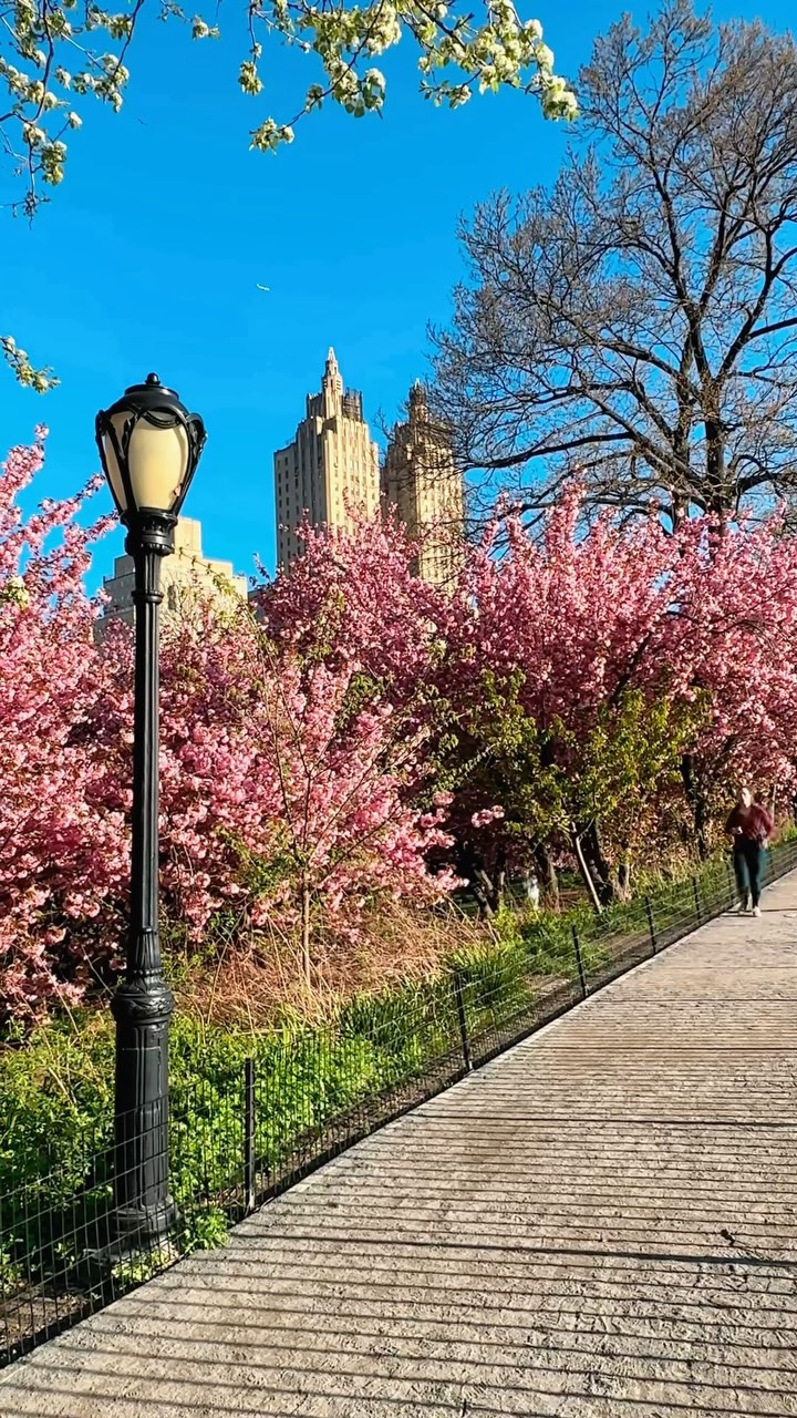 🌸 Morning magic at Bridle Path @centralparknyc Instagram preview