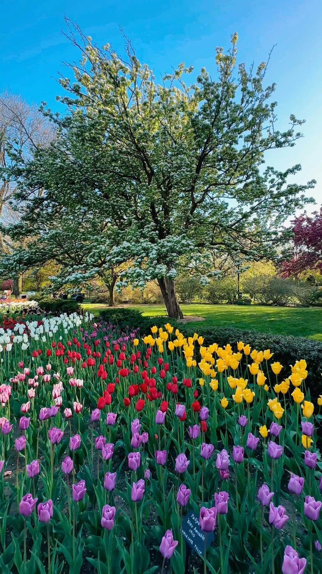 The tulips are putting on a show 🌷🎨 @brooklynbotanic Instagram preview